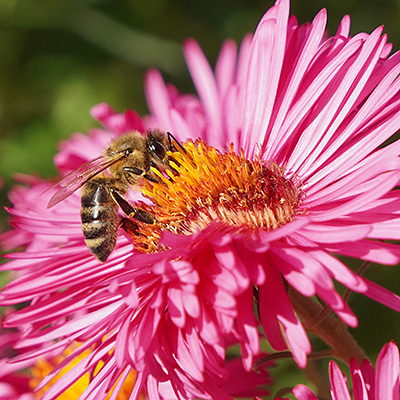 Foto Gartenbau