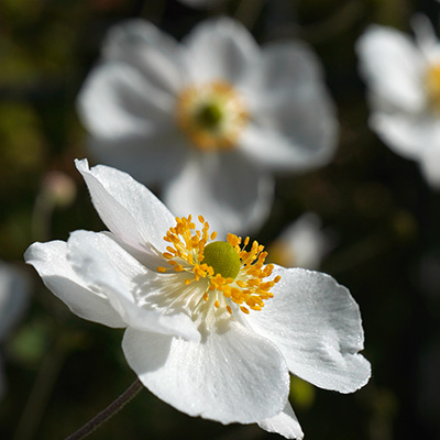 Foto Gartenbau